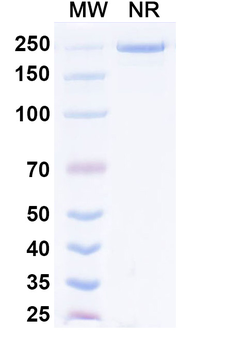 Prafnosbart Human Monoclonal Antibody