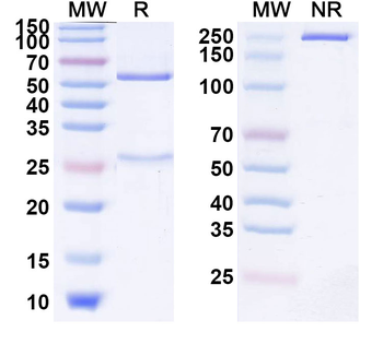 Rilvegostomig Human Monoclonal Antibody
