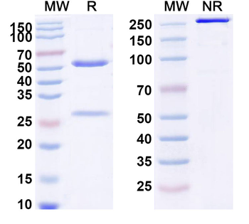 Forimtamig Human Monoclonal Antibody
