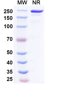 Ciduvectamig Human Monoclonal Antibody