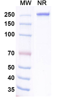 Ralzapastotug Human Monoclonal Antibody