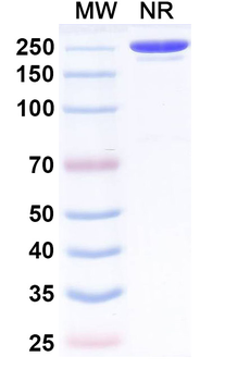 Umesolerbart Human Monoclonal Antibody
