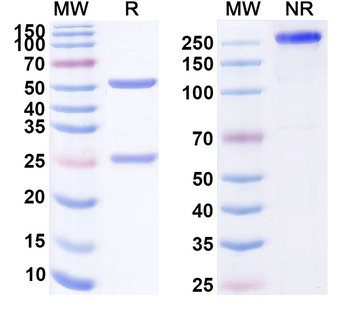 Adalimumab Human Monoclonal Antibody
