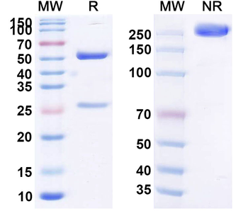 Infliximab Chimeric Monoclonal Antibody