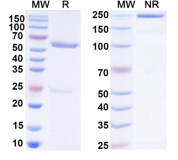 F0 Human Monoclonal Antibody