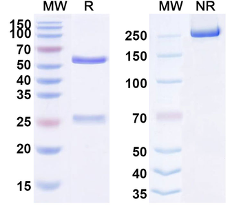 CD135/FLT3 Human Monoclonal Antibody
