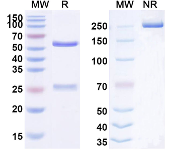 CD135/FLT3 Human Monoclonal Antibody