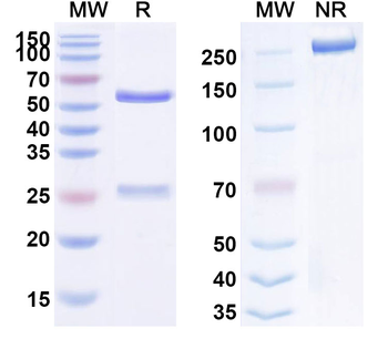 CD332/FGFR2 Human Monoclonal Antibody