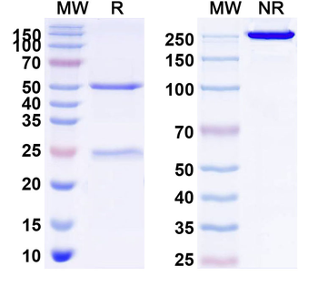 CD331/FGFR1 Human Monoclonal Antibody