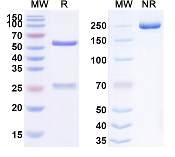 FGF2/bFGF Human Monoclonal Antibody
