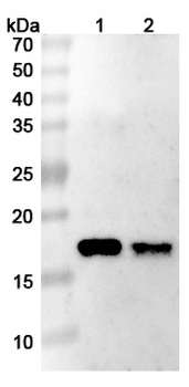 CD262/TNFRSF10B/TRAIL-R2/DR5 Human Monoclonal Antibody