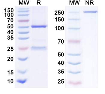 DLK1 Human Monoclonal Antibody