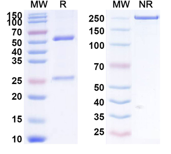 CD205/LY75/DEC-205 Human Monoclonal Antibody