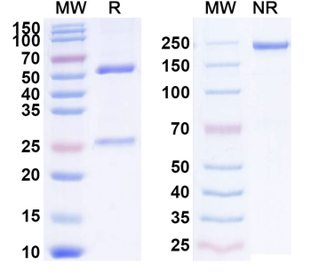 CD185/CXCR5 Human Monoclonal Antibody