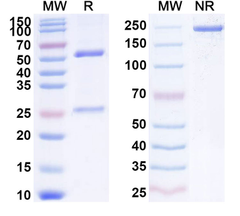 CXCL10/IP-10 Human Monoclonal Antibody