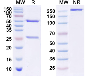 CD131/CSF2RB Human Monoclonal Antibody