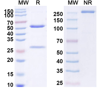 CD115/CSF1R Human Monoclonal Antibody