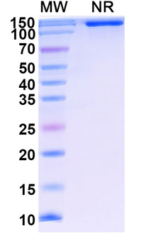 Lenercept Monoclonal Antibody