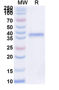 Inbakicept Monoclonal Antibody