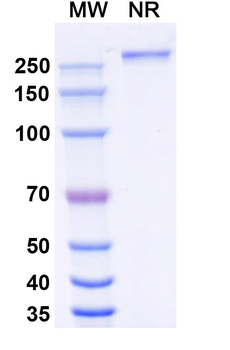 Eftozanermin Alfa Monoclonal Antibody