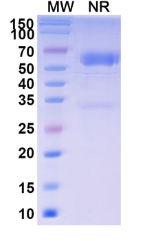 Baminercept Alfa Monoclonal Antibody