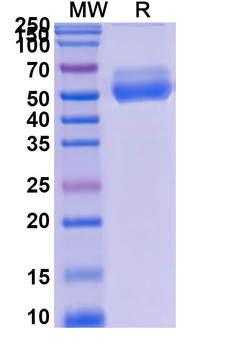 Asunercept Monoclonal Antibody
