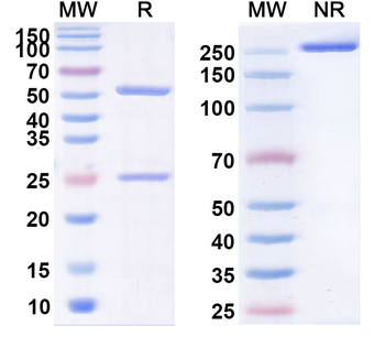 HGFR/c-MET Human Antibody