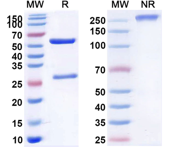 MET/c-Met/HGFR Human Monoclonal Antibody