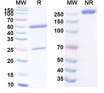 CD66c/CEACAM6 Human Monoclonal Antibody