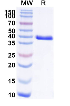 CD66c/CEACAM6 Human Monoclonal Antibody