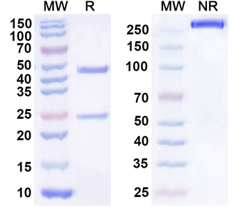 CD318/CDCP1 Human Monoclonal Antibody
