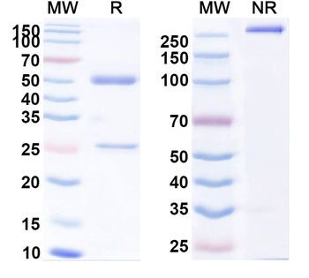 CD98/SLC3A2 Human Monoclonal Antibody