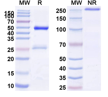 CD9 Human Monoclonal Antibody