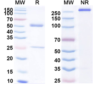 CD86/B7-2 Human Monoclonal Antibody