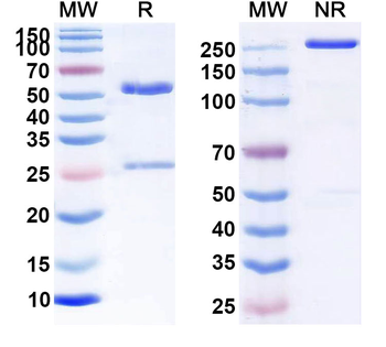 CD47/MER6 Human Monoclonal Antibody