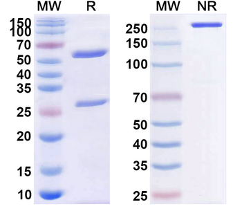 CD40/TNFRSF5 Human Monoclonal Antibody