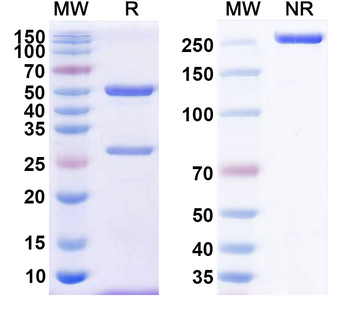 CD38/ADPRC 1 Human Monoclonal Antibody