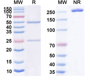 CD3E Human Monoclonal Antibody