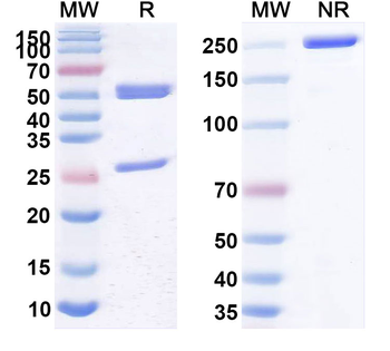 CD3E Human Monoclonal Antibody