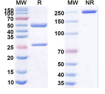 CD25/IL2RA Human Monoclonal Antibody