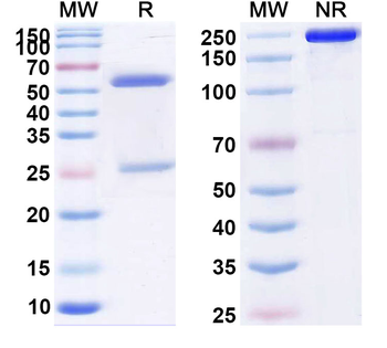 CD195/CCR5 Human Monoclonal Antibody