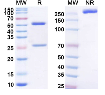 CA6 Human Monoclonal Antibody