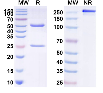 ASGR1 Human Monoclonal Antibody