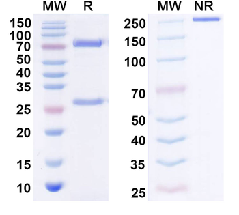 IPH4301 Human Monoclonal Antibody