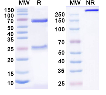 CD200R1/OX2R Human Monoclonal Antibody