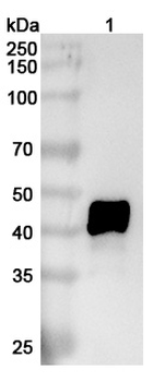 IL11RA Human Monoclonal Antibody
