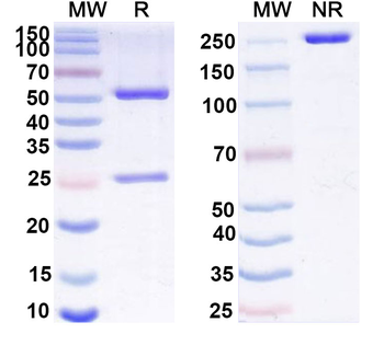 GAS6 Mouse Monoclonal Antibody