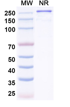 IO-108 Human Monoclonal Antibody