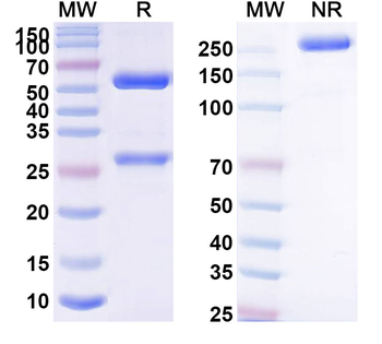 GP6/GPVI Human Monoclonal Antibody