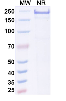 BHQ880 Human Monoclonal Antibody